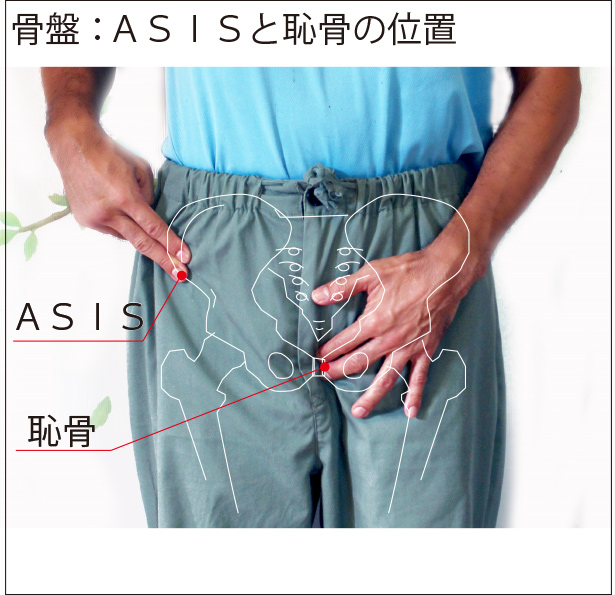 骨盤：ＡＳＩＳと恥骨の位置