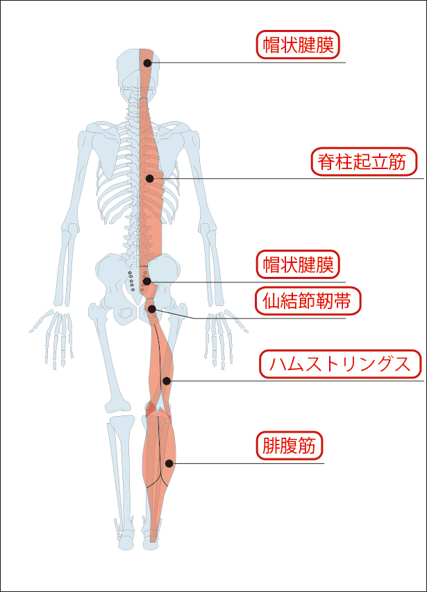 図2:帽状腱膜への筋連結