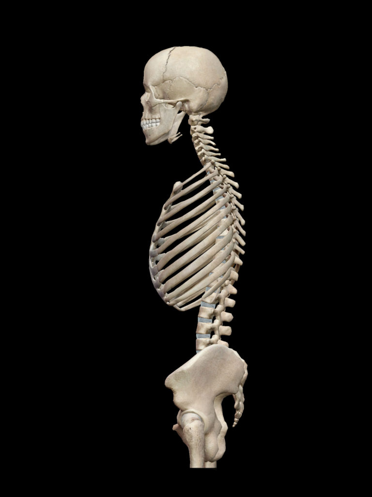 図１：背骨側面