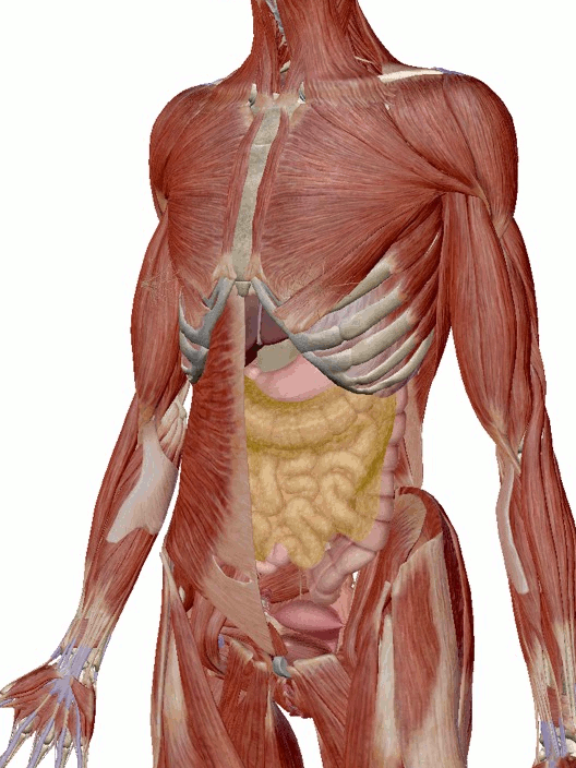 図２：腹圧を高める腹横筋。
