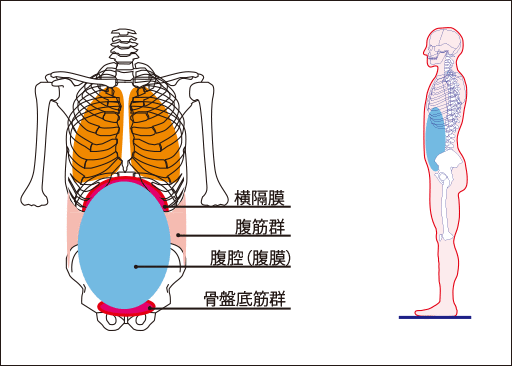 図１：腹膜の位置。