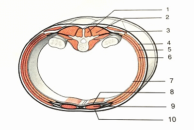 図３：腹腔周囲の筋肉。