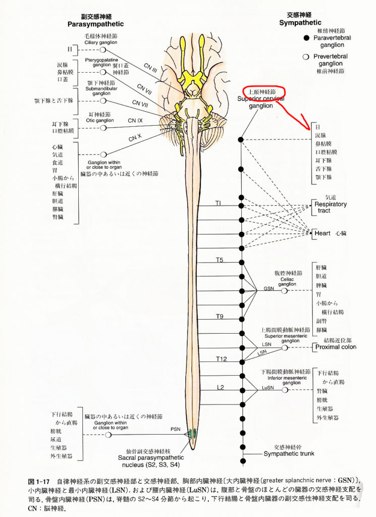 図９：自律神経と脊髄神経の支配領域。