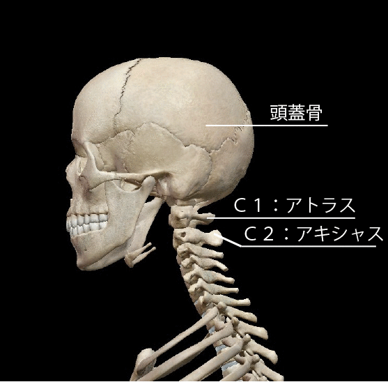 図１：Ｃ１アトラスの位置は、頭蓋骨とＣ２の間にあります。
