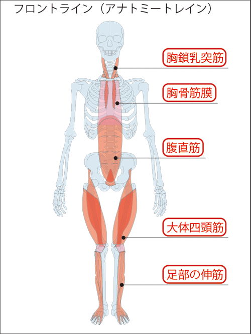 図３：フロントライン（アナトミートレイン）