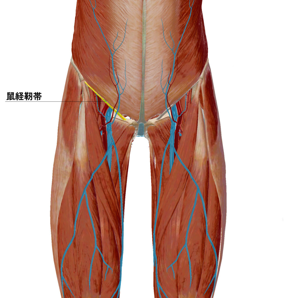 図4:鼠経靭帯