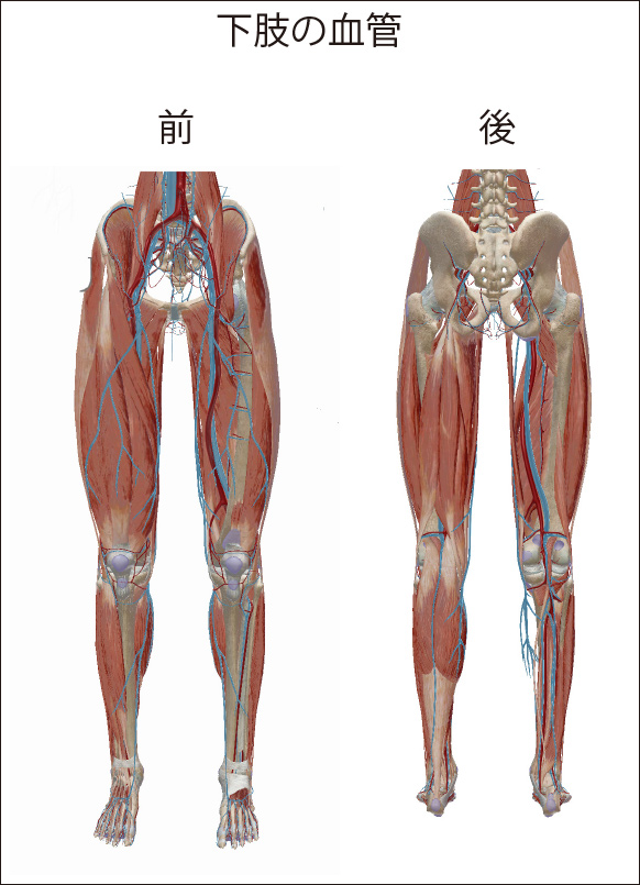 図３：下肢の血管