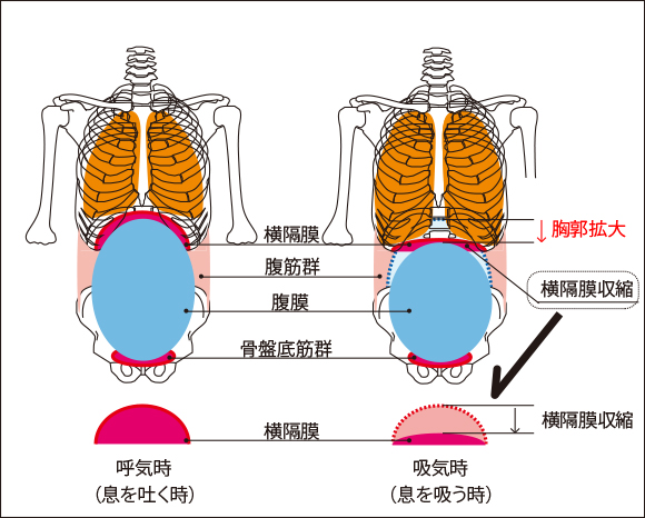図９：呼吸と横隔膜による腹圧増加のしくみ