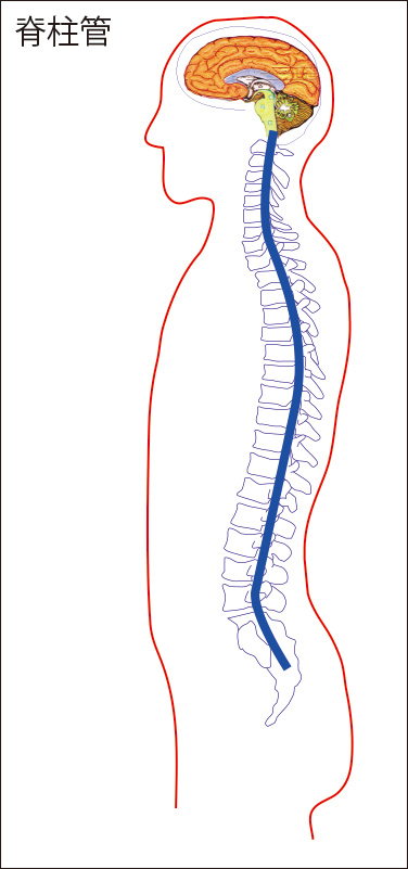 図１：脊柱管