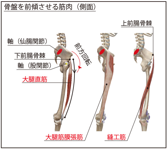 図５：骨盤を前傾させる筋肉（側面）