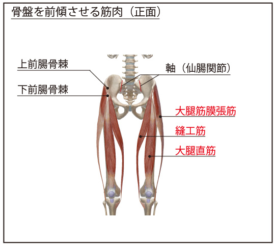 図６：骨盤を前傾させる筋肉（正面）