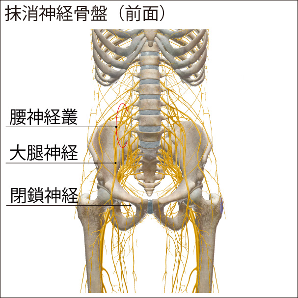 腹腔内の腰神経叢、大腿神経、閉鎖神経