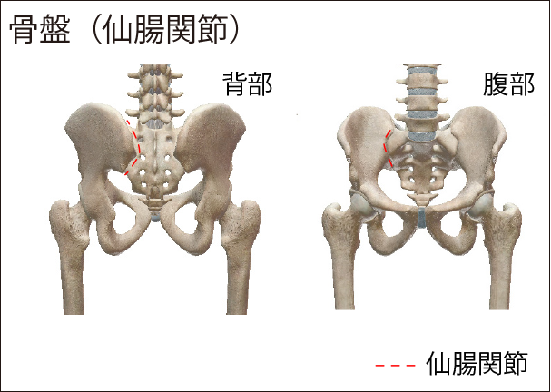 図２：骨盤の仙腸関節の位置。