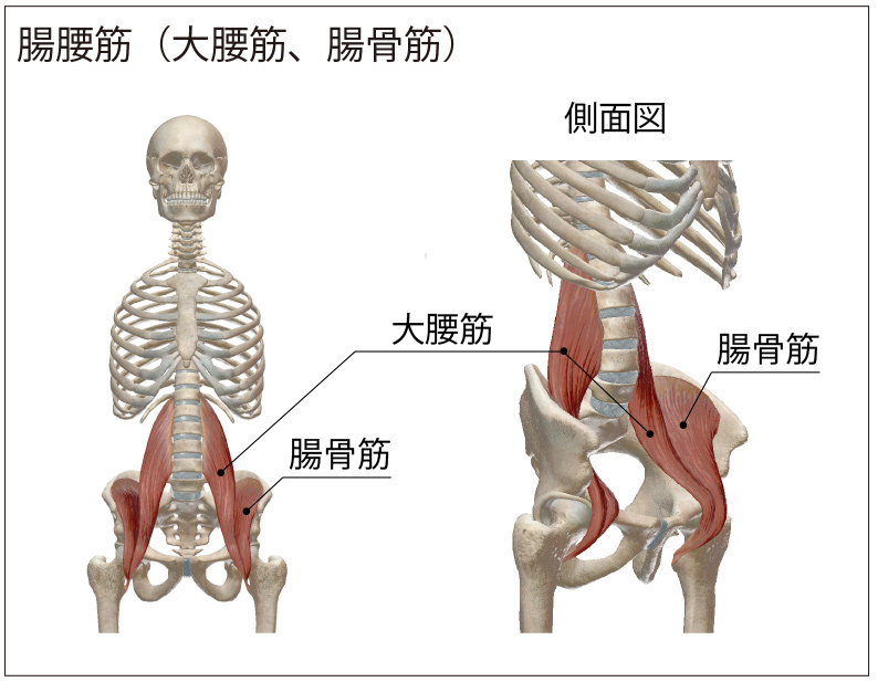 図６：腸腰筋