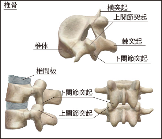 背骨の骨（椎骨）の説明