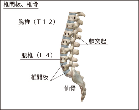 椎間板と椎骨の位置関係。