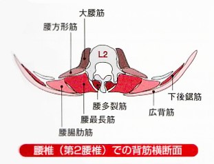 腰部筋肉の位置（Ｌ２付近断面）