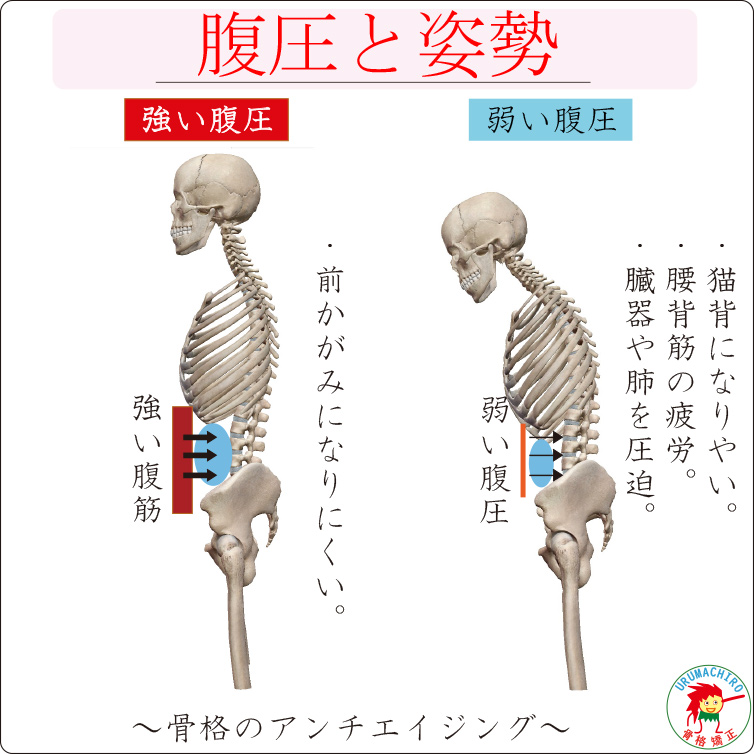 腹圧と姿勢の影響による、肩こりや腰痛。臓器の圧迫。